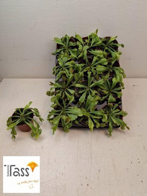 <h4>DIONAEA MUSCIPULA</h4>