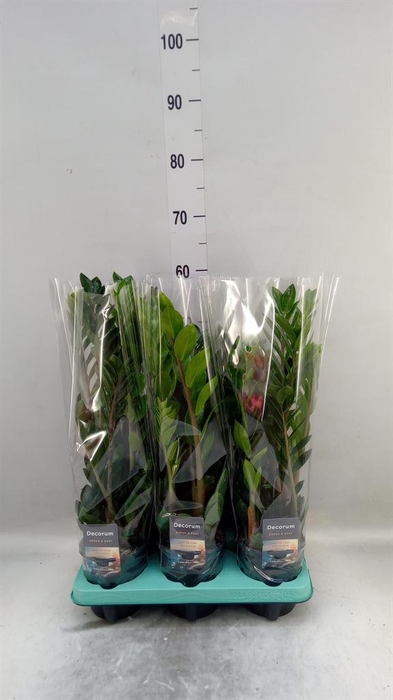 <h4>Zamioculcas zamiifolia 'Lima'</h4>