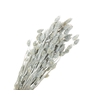 Phalaris Silver