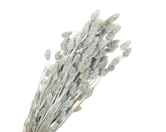 <h4>Phalaris Silver</h4>