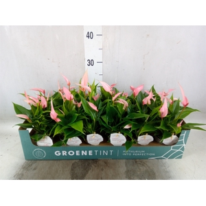 Anthurium andr. 'Lilli'