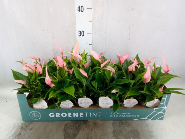 <h4>Anthurium andr. 'Lilli'</h4>