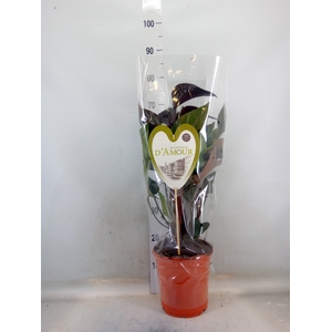 Anthurium andr. 'Beauty Black'