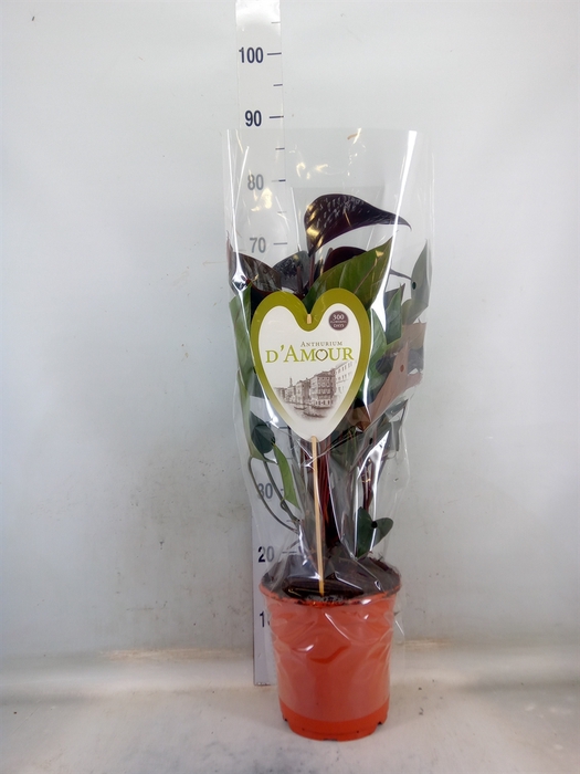 <h4>Anthurium andr. 'Beauty Black'</h4>
