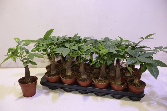 <h4>Pachira Aquatica</h4>