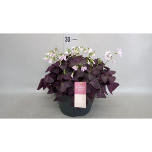 Oxalis trian. 'Mijke'