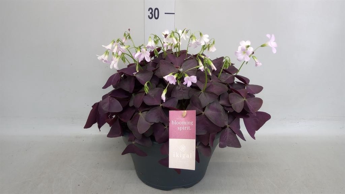 <h4>Oxalis trian. 'Mijke'</h4>