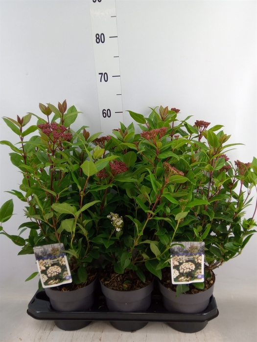 <h4>Viburnum tinus 'Spirit'</h4>