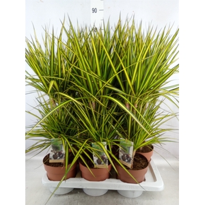 Dracaena marg. 'Sunray'