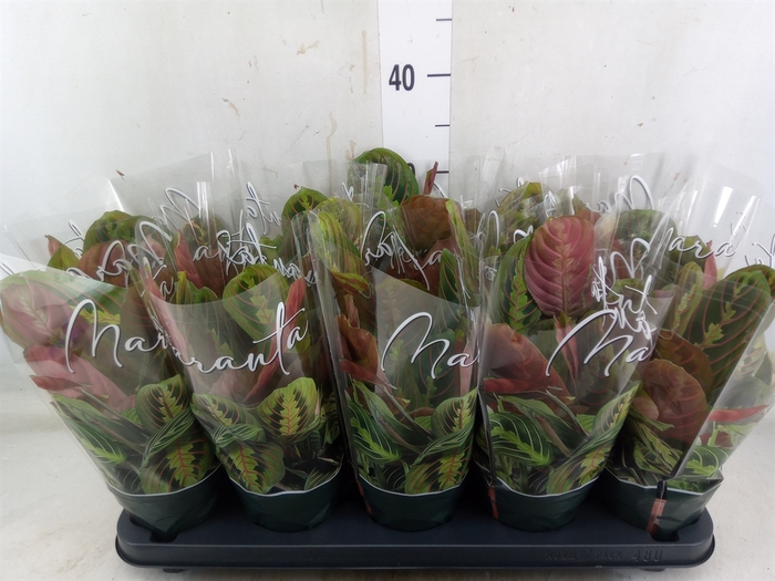 <h4>Maranta leuc. 'Fascinator'</h4>