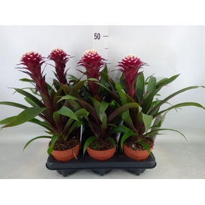 Guzmania  'Francesca'