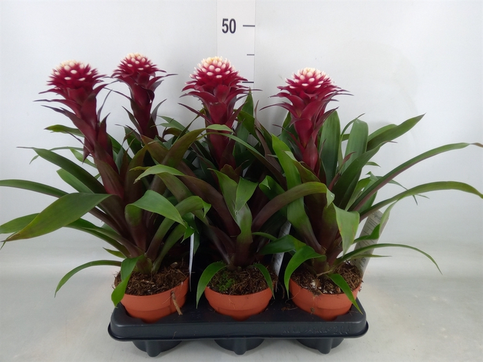 <h4>Guzmania  'Francesca'</h4>