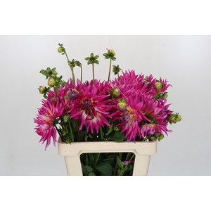 Dahlia Electric Light