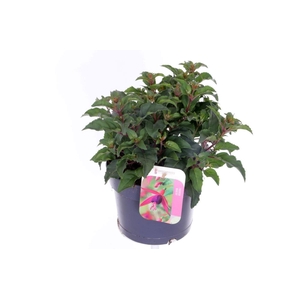 Fuchsia Beacon