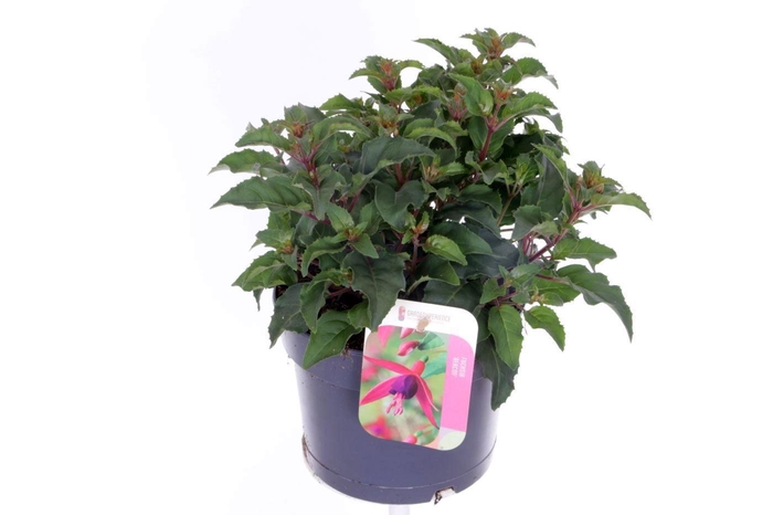 <h4>Fuchsia Beacon</h4>