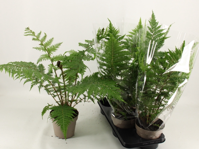 <h4>CYATHEA AUSTRALIS</h4>