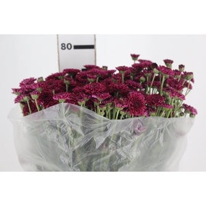 CRISANTEMO SANTINI QUINTY 080 CM