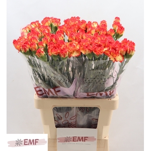 Di St Zenit EMF
