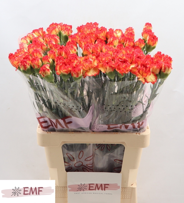 <h4>Di St Zenit EMF</h4>