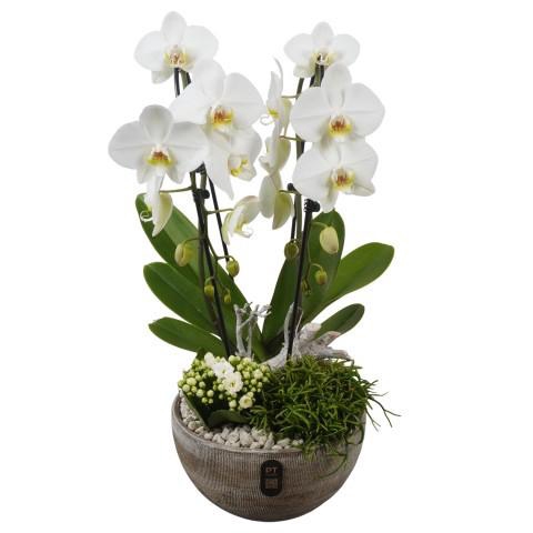 <h4>PTIB5354 Arrangement Indoor in keramiek schaal</h4>
