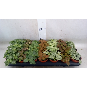 Fittonia   ...mix 7