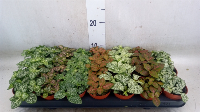 <h4>Fittonia   ...mix 7</h4>