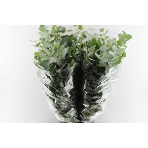 Euca Cinerea 200 Gram Extra