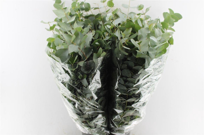 <h4>Euca Cinerea 200 Gram Extra Albenga</h4>