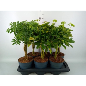 Schefflera arbor.   ...