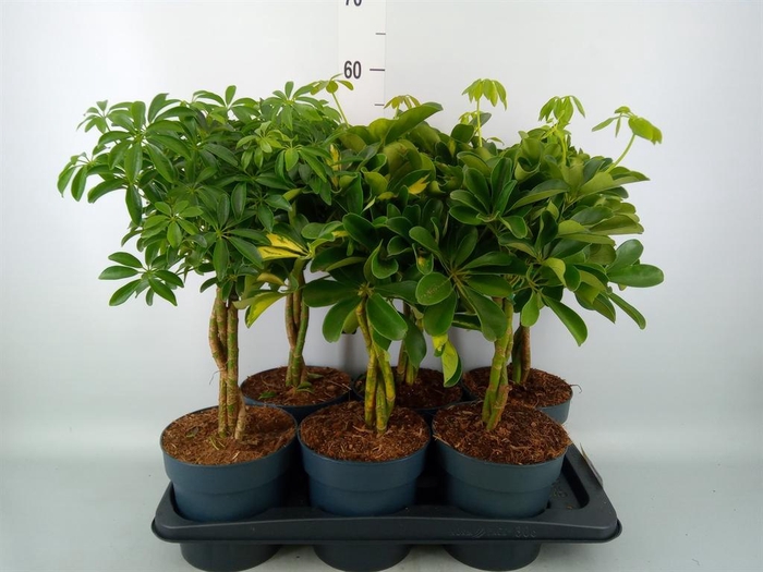 <h4>Schefflera arbor.   ...</h4>