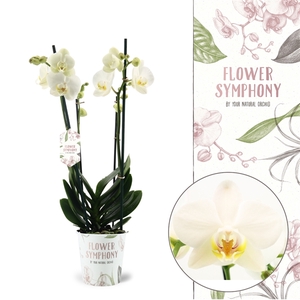 Flower Symphony | Ghent | Phalaenopsis 2 spike