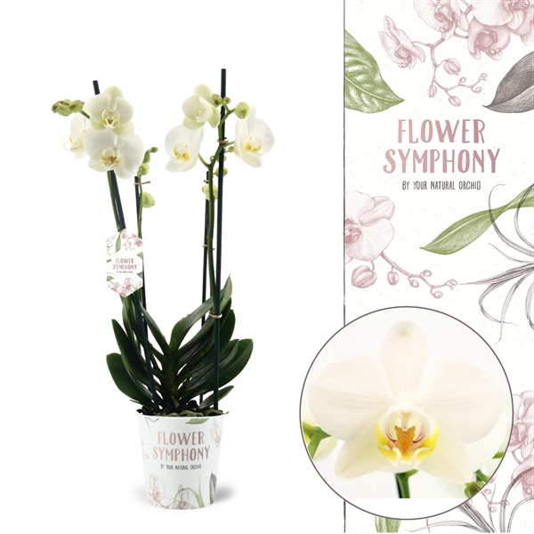 <h4>Flower Symphony | Ghent | Phalaenopsis 2 spike</h4>