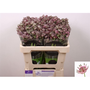Astrantia Star Of Africa