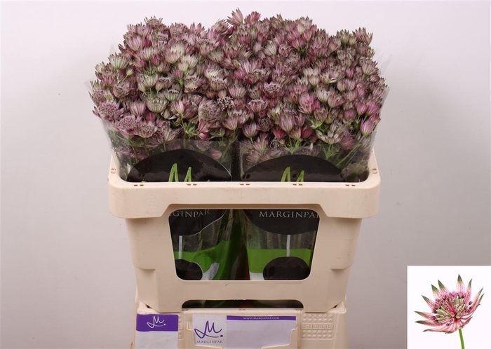 <h4>Astrantia Star Of Africa</h4>
