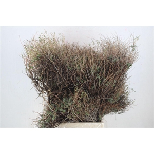 Euph Spinoza Long 500gr P Bunch