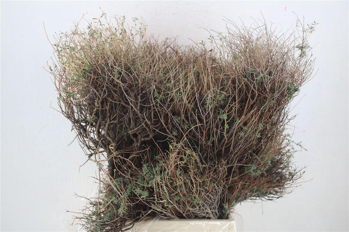 <h4>Euph Spinoza Long 500gr P Bunch</h4>