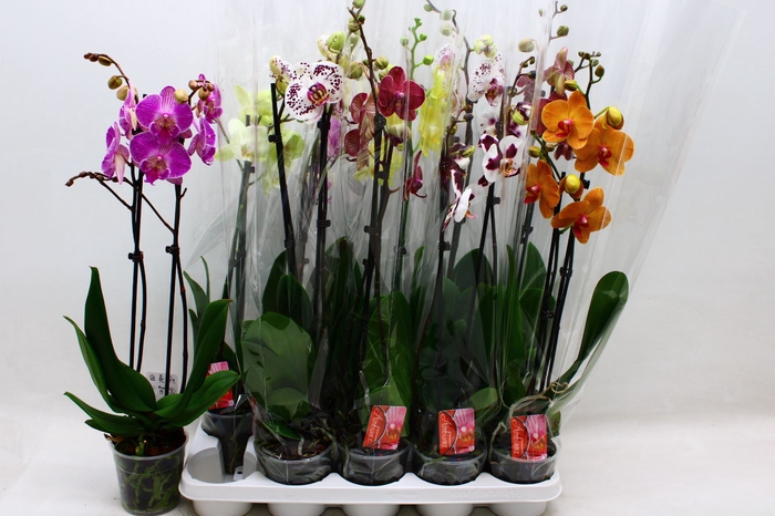 <h4>Phalaenopsis Phalaenops gemengd 7 k</h4>