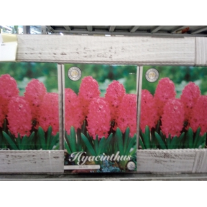 Hyacinthus   ...flowerbulbs