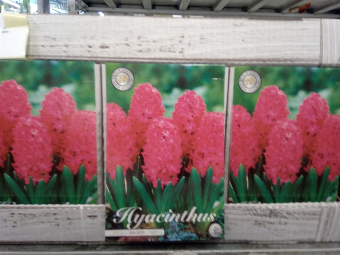 Hyacinthus   ...flowerbulbs