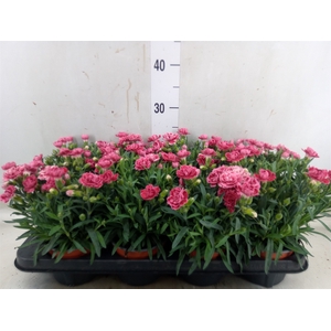 Dianthus car.