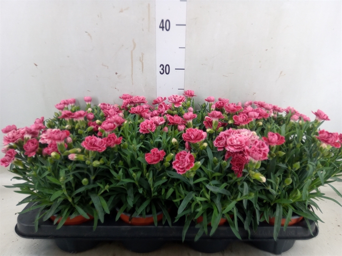 <h4>Dianthus car.</h4>