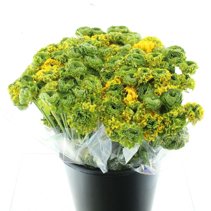 <h4>Ran Ponpon Merlino Orange Extra</h4>