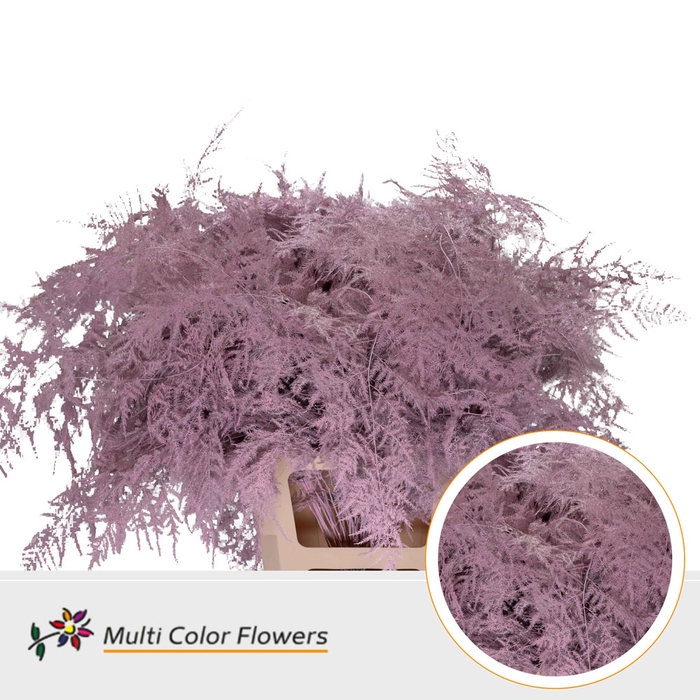 <h4>Asparagus Extra V Rose Licht</h4>