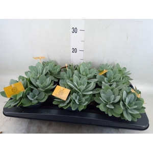 Senecio cephal. 'Mountain Fire'