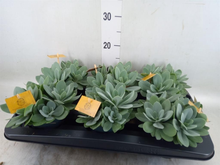 <h4>Senecio cephal. 'Mountain Fire'</h4>