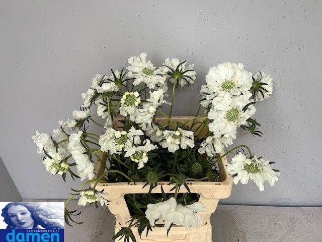 <h4>SCAB C ANNABELLE</h4>