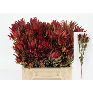 Leucad Sal Blush Spray 40cm