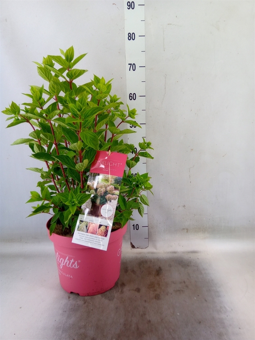 <h4>Hydrangea pan.</h4>