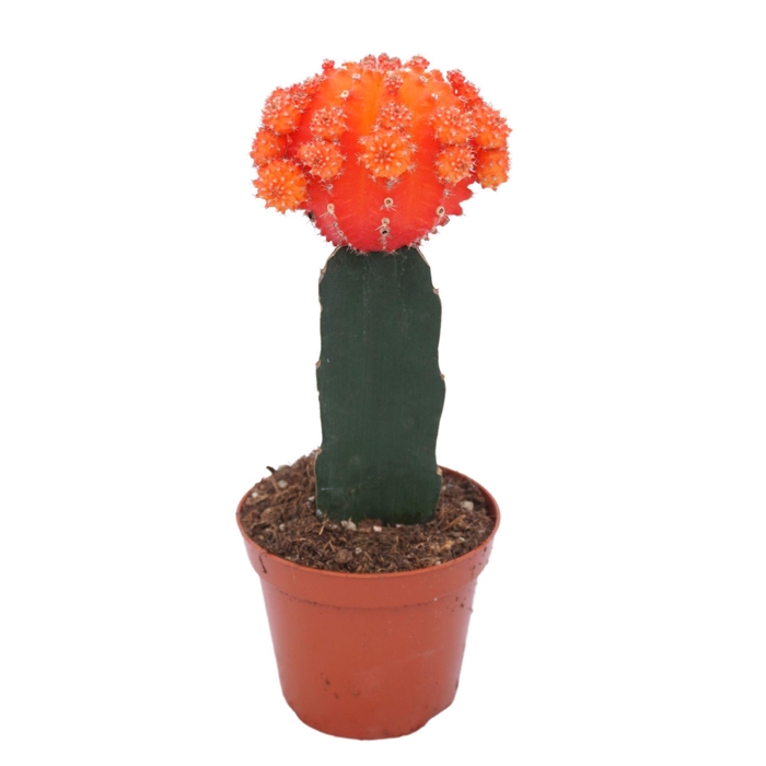 <h4>Gymnocalyc mihanovich</h4>