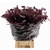 Euc. Populus Grain Absorbed Red